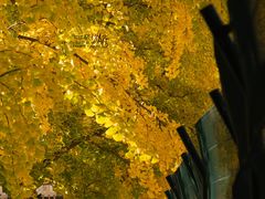 -三里屯东五街银杏大道