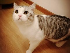 -纳吉亚猫专科动物医院·北北分院