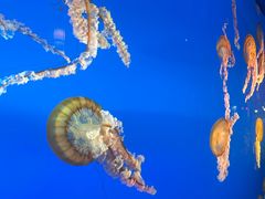 -太平洋海底世界