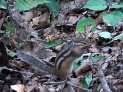 -帽儿山国家森林公园