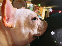 -more than meow吴止猫主题餐厅(承德 中船汇店)