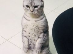 -纳吉亚猫专科动物医院·北北分院