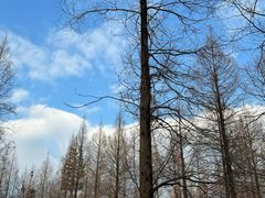 -黄海国家森林公园