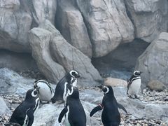 -上海野生动物园