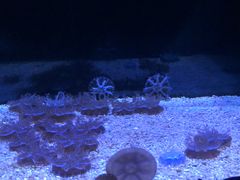 -暹罗海洋世界