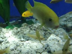 -锦艺城海洋馆
