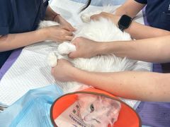 -东日国际动物医院·CT·心脏专科(桃源分院)