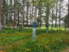 -黄海国家森林公园