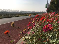 -上海长兴岛郊野公园