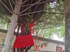 -曹州牡丹园