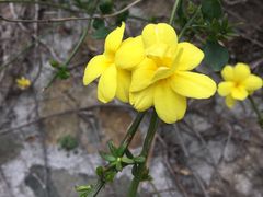 -上海佘山国家森林公园西佘山园