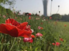 -上海滨江森林公园