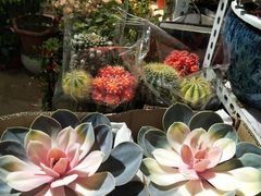 -万商花鸟市场