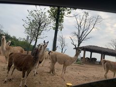 -杭州野生动物世界