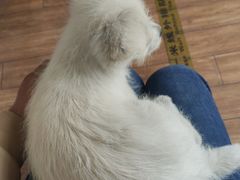 -瑞派·关忠动物医院·异宠专科·犬猫肿瘤·皮肤专科(望京店)