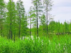 -白鹭湾湿地公园