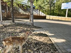-北京鹿世界主题园
