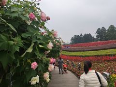 -天府芙蓉园