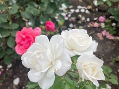 -徐家汇源景区-衡山公园