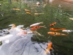 -吉隆坡雀鸟公园