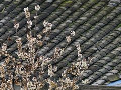 -樱桃山旅游景区