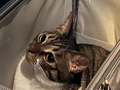 -御宝贝·A梦猫科宠物医院(国际猫友好医院)