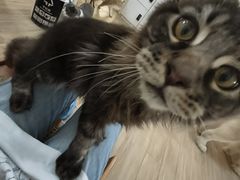 -李小姐の猫咖啡馆(五角场店)