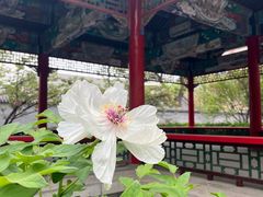 -菖蒲河公园