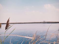 -盐城丹顶鹤湿地生态旅游区