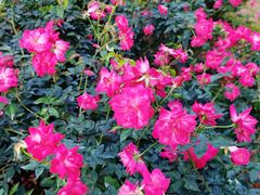 -人民公园(罗湖区)