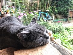 -海边的猫和咖啡馆