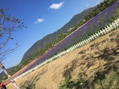 -亚龙湾国际玫瑰谷