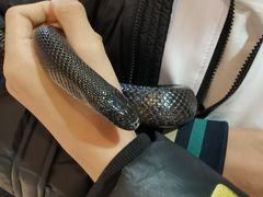 -中环花鸟鱼虫市场