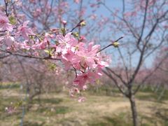 -天适樱花悠乐园