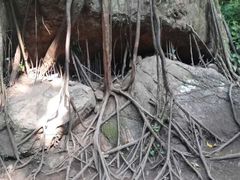 -莫里热带雨林景区
