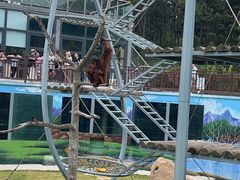 -西霞口神雕山野生动物世界