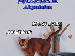 -猫大福·Fortune Cat猫舍(百子湾店)
