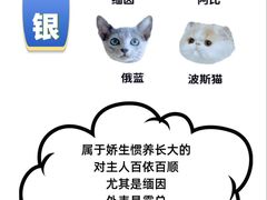-翊宠yipet猫狗购宠庄园犬舍•猫舍