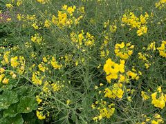 -前小桔亲子创意农场·草莓采摘·露营烧烤