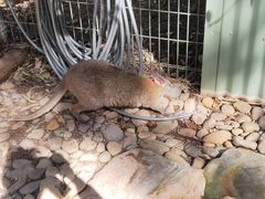 -费瑟代尔野生动物园