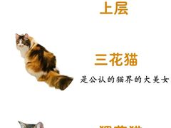 -電力宠物公司(武定路店)