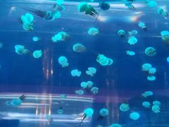 -左海海底世界