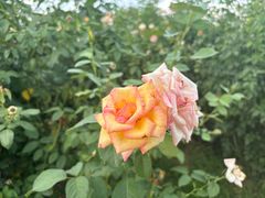 -亚龙湾国际玫瑰谷