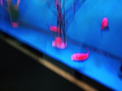 -蜀锦堂·川味现炒(襄阳武商汇店)