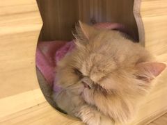 -小时光咖啡馆(开森度假森林店)