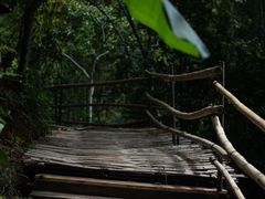 -西双版纳原始森林公园