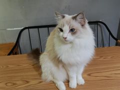 -豆逗聊愈猫阁Easy Life