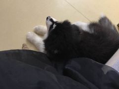 -芭比堂动物医院·犬猫全科·异宠专科(雁塔分院)