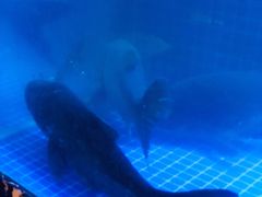-姜君·千岛湖鱼头馆(浦东大道店)