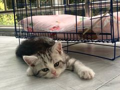 -帕帕拉兹宠物(亚洲旗舰店)